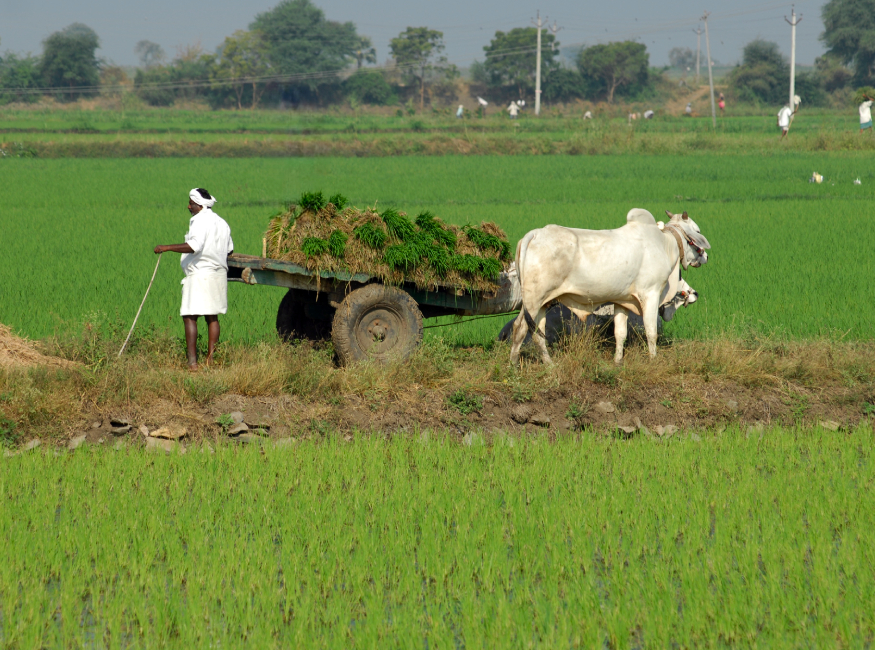 Exploring Decentralized Renewable Energy Technologies in Agriculture, Dairy, and Fishery Value Chains in India